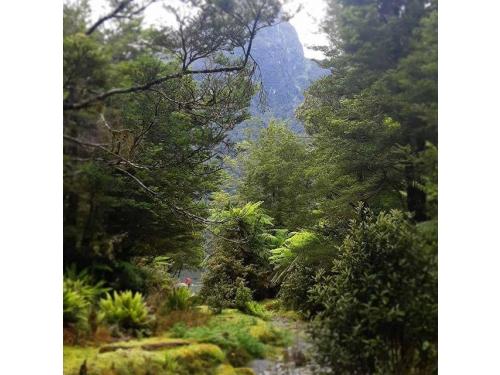 Charter Boat / Yacht - MV Pembroke, Dusky/Breaksea Sound (Fiordland/Southland & West Coast)