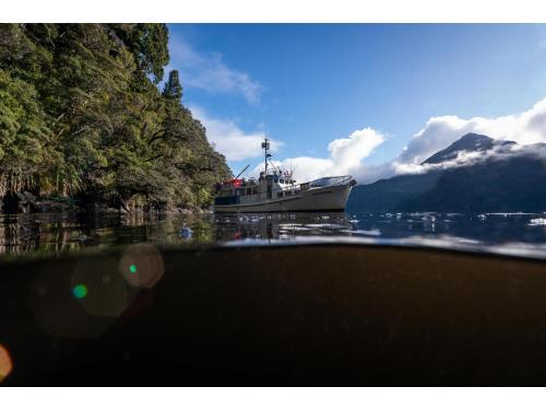 Charter Boat / Yacht - MV Pembroke, Dusky/Breaksea Sound (Fiordland/Southland & West Coast)